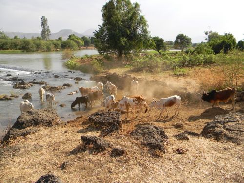 Nile, Karvės, Gyvuliai, Žemdirbystė, Afrika, Upė, Etiopija