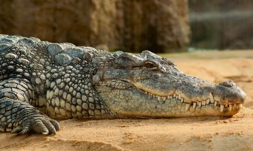 Nilo Krokodilas, Crocodylus Niloticus, Zoologijos Sodas