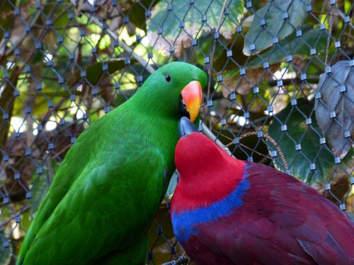 Kilnus Papūgas, Papūgos, Pora, Meilė, Pora, Maitinimas, Kramtyti, Paukščiai, Eclectus Roratus, Spalvinga, Papūga, Vyrai, Moteris, Raudona, Mėlynas, Eclectus, Žalias, Spalva, Riedel-Edelpapagei, Eclectus Roratus Riedeli, Bučinys