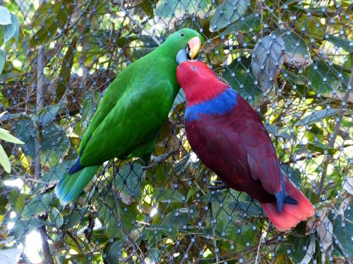 Kilnus Papūgas, Papūgos, Pora, Meilė, Bučinys, Pora, Maitinimas, Kramtyti, Paukščiai, Eclectus Roratus, Spalvinga, Papūga, Vyrai, Moteris, Raudona, Mėlynas, Eclectus, Žalias, Spalva, Riedel-Edelpapagei, Eclectus Roratus Riedeli