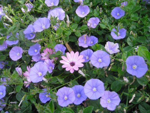 Vidurdienis, Mėlyna-Violetinė, Gėlės, Rožinis, Smėlio, Okinawa, Ishigaki Sala, Japonija