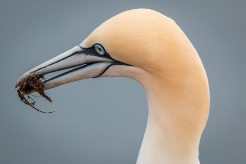 Šiaurinė Gannet,  Boobies,  Morus Bassanus,  Pelecaniformes,  Paukštis,  Gamta,  Gyvūnų Pasaulis,  Vandenys,  Dangus,  Uždaryti,  Helgolandas,  Galva,  Sąskaitą,  Šiaurės Jūra,  Lummenfelsen,  Sala,  Jūra,  Roko Veisėjas,  Be Honoraro Mokesčio