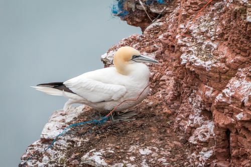 Šiaurinė Gannet,  Boobies,  Morus Bassanus,  Pelecaniformes,  Paukštis,  Gamta,  Gyvūnų Pasaulis,  Vandenys,  Dangus,  Uždaryti,  Helgolandas,  Galva,  Sąskaitą,  Šiaurės Jūra,  Lummenfelsen,  Sala,  Jūra,  Roko Veisėjas,  Be Honoraro Mokesčio