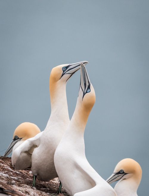 Šiaurinė Gannet,  Boobies,  Morus Bassanus,  Pelecaniformes,  Paukštis,  Gamta,  Gyvūnų Pasaulis,  Vandenys,  Dangus,  Uždaryti,  Helgolandas,  Galva,  Sąskaitą,  Šiaurės Jūra,  Lummenfelsen,  Sala,  Jūra,  Roko Veisėjas,  Be Honoraro Mokesčio