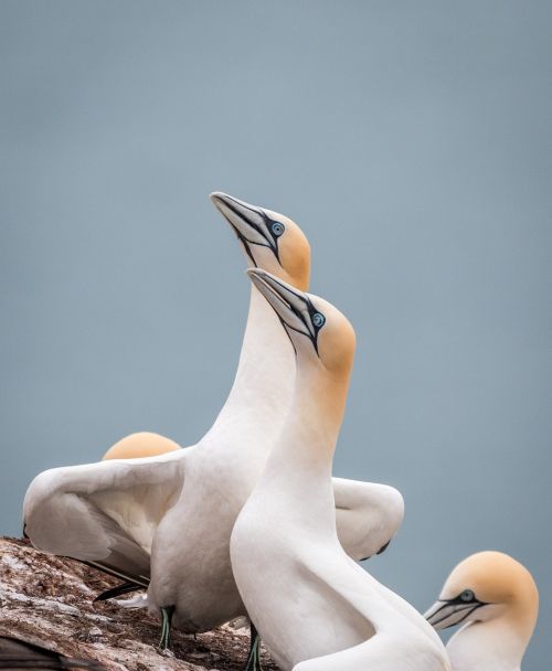 Šiaurinė Gannet,  Boobies,  Morus Bassanus,  Pelecaniformes,  Paukštis,  Gamta,  Gyvūnų Pasaulis,  Vandenys,  Dangus,  Uždaryti,  Helgolandas,  Galva,  Sąskaitą,  Šiaurės Jūra,  Lummenfelsen,  Sala,  Jūra,  Roko Veisėjas,  Be Honoraro Mokesčio