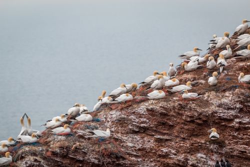 Šiaurinė Gannet,  Boobies,  Morus Bassanus,  Pelecaniformes,  Paukštis,  Gamta,  Gyvūnų Pasaulis,  Vandenys,  Dangus,  Uždaryti,  Helgolandas,  Galva,  Sąskaitą,  Šiaurės Jūra,  Lummenfelsen,  Sala,  Jūra,  Roko Veisėjas,  Be Honoraro Mokesčio