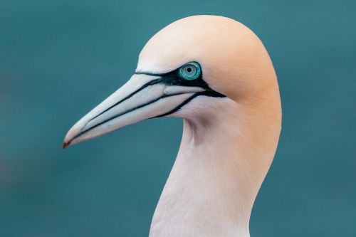 Šiaurinė Gannet,  Boobies,  Morus Bassanus,  Pelecaniformes,  Paukštis,  Gamta,  Gyvūnų Pasaulis,  Vandenys,  Dangus,  Uždaryti,  Helgolandas,  Galva,  Sąskaitą,  Šiaurės Jūra,  Lummenfelsen,  Sala,  Jūra,  Roko Veisėjas,  Be Honoraro Mokesčio