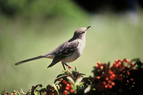 Šiaurinis Mockingbird, Giesmininkas, Paukštis, Laukinė Gamta, Gamta, Dainuoti, Plunksna