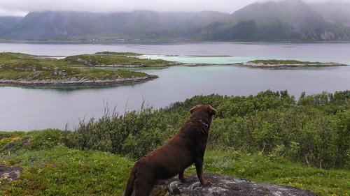 Norvegija,  Šuo,  Lofoten,  Kraštovaizdis,  Peržiūrėti,  Rokas,  Pobūdį,  Bay,  Labradoro
