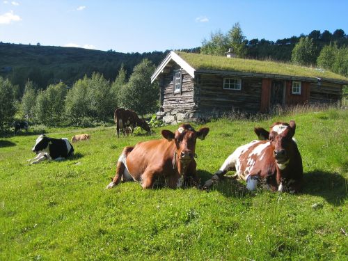 Norvegija, Vasara, Karvės, Pobūdis