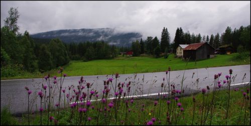 Norvegija,  Panorama,  Vaizdas,  Kelyje,  Kalnas,  Debesis,  Žalias,  Gėlės,  Norvegijos Panoramos Vaizdas