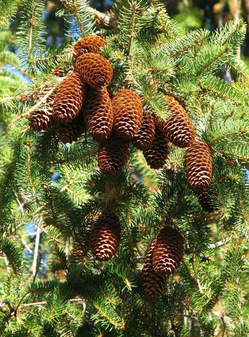Norvegijos Eglė, Picea Abies, Spurgai, Moneymore, Ontarijas, Kanada