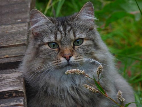 Norvegų Miško Katė, Kačių Gėlės, Ilgaplaukis Katinas
