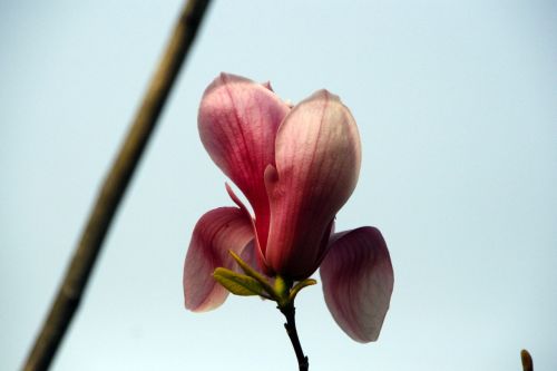 Dabar Magnolija, Magnolijos Gėlė, Pavasaris, Jeonju, Inovacijos Miestas Jeonbuk Korea