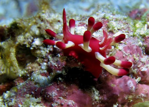 Nudibranch, Povandeninis, Fauna, Jūrų, Povandeninė Fotografija, Gamta, Vandenynas