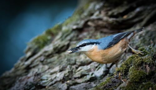 Nuthatch, Paukštis, Natūralus, Sitta Europaea, Miškas, Filialas, Brhlík Miškas, Valgyti, Snapas, Gamta, Medis, Mėlynas