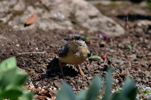 Nuthatch, Paukštis, Gamta, Snapas, Laukinė Gamta, Plunksna, Laukiniai