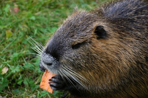 Nutria, Bisambergo Grimzlė, Vandens Žiurkės