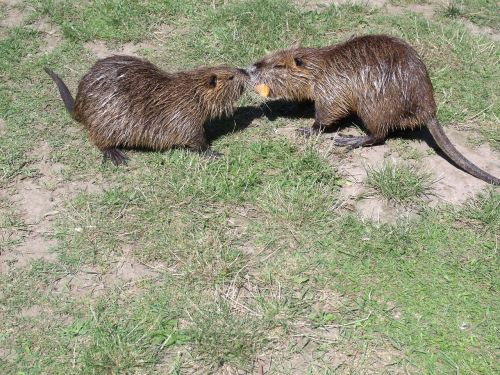 Nutria, Maistas, Graužikai