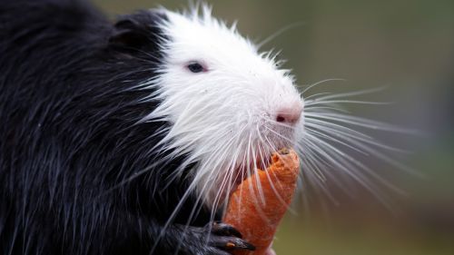 Nutria, Morkos, Zoologijos Sodas, Graužikas, Gyvūnas, Nager, Žinduolis, Valgyti, Šlapūs Kailiai