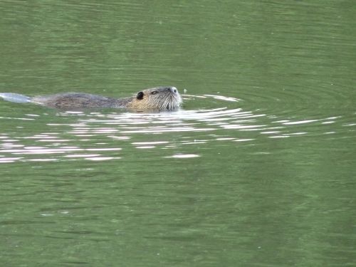 Nutria, Ežeras, Gamta