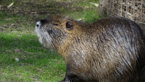 Nutria, Gyvūnai, Vanduo