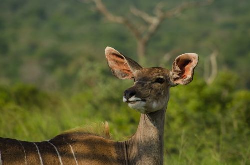 Nyla Antilope, Pietų Afrika, Gyvūnas, Gamta, Dykuma, Nacionalinis Parkas