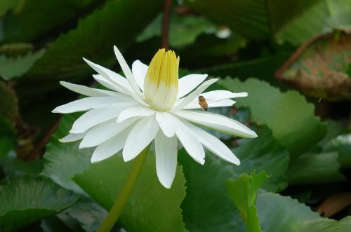 Nymphaea Alba, Lotosas, Vandens Fu Yung, Balta