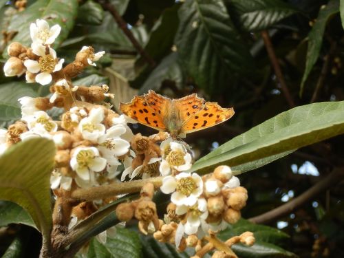 Nymphalidae, Kitateha, Drugelis, Loquat, Gėlės