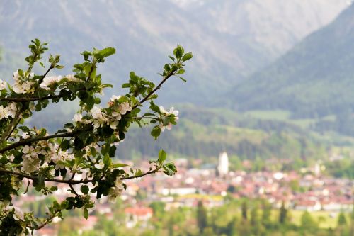Oberstdorf, Obuolių Medis, Alpių, Kalnai, Gamta, Allgäu