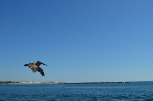 Paukščiai, Pelican, Skrydis, Vandenynas, Papludimys