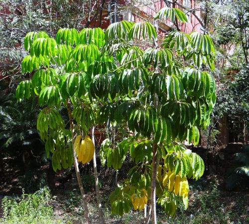 Aštuonkojai, Medis, Flora, Augalas, Augmenija, Karalienės Skėtis, Schefflera Actinophylla, Dharwad, Indija