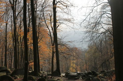 Odenwald, Medis, Ruduo, Nuotaika