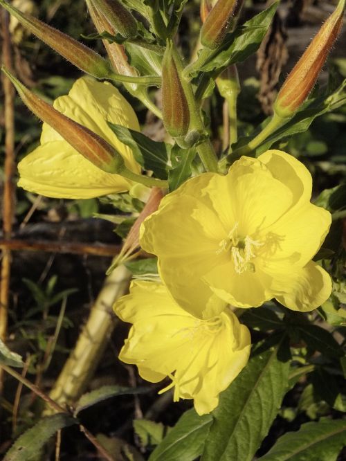 Oenothera, Rožinė Vakarinė Ramunė, Geltona Gėlė, Gėlės, Oenothera Biennis, Citrina, Onagraceae