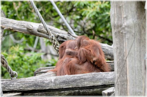 Orangutanas,  Beždžionė,  Kūdikis,  Gyvūnas,  Orangutanas 1