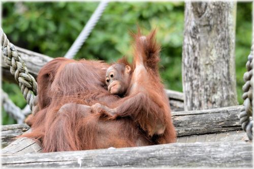 Orangutanas,  Beždžionė,  Kūdikis,  Gyvūnas,  Orangutanas 2