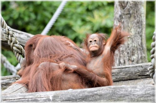 Orangutanas,  Beždžionė,  Kūdikis,  Gyvūnas,  Orangutanas 3
