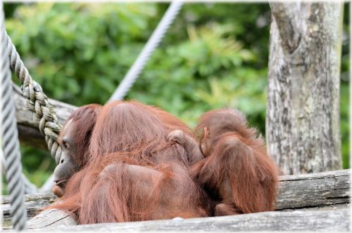 Orangutanas,  Beždžionė,  Kūdikis,  Gyvūnas,  Orangutanas 4