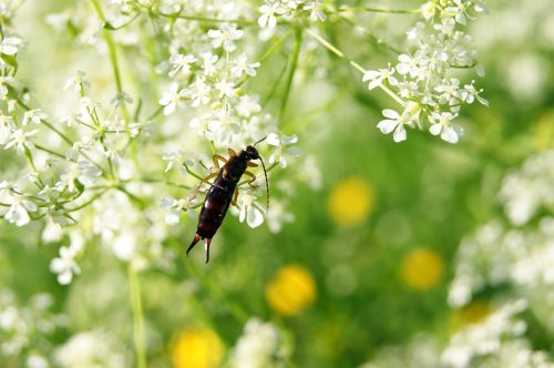 Ohrenhoehler, Earwig, Vabzdys, Gėlė, Pieva, Gamta, Žalias