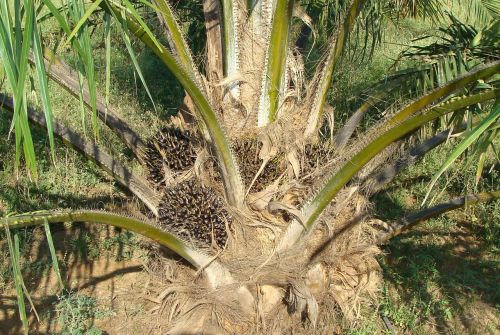 Aliejaus Palmių, Vaisių Puokštė, Medis, Daržovių Aliejus, Sodininkystė, Karnataka, Indija