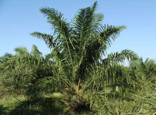 Aliejaus Palmių, Medis, Plantacija, Sodininkystė, Karnataka, Indija