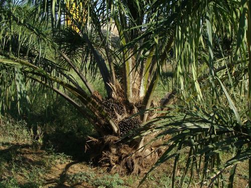 Aliejaus Palmių, Medis, Plantacija, Sodininkystė, Karnataka, Indija