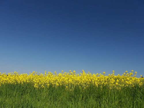 Aliejiniai Rapsai, Laukas, Derlius, Aliejus, Rapsų Aliejus, Rapsų Sėklos, Žiedas, Žydėti, Rapsų Žiedas, Laukai