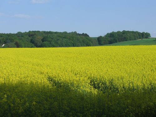 Aliejiniai Rapsai, Laukas, Gamta, Kraštovaizdis, Canola