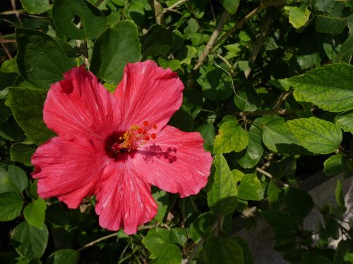 Okinawa, Hibiscus, Gėlės
