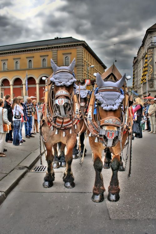 Arkliai, Oktoberfest, Munich, Taksi