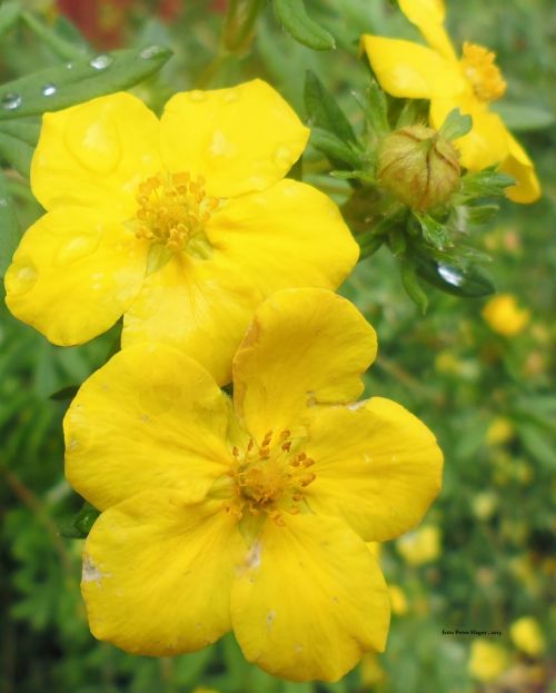 Geltona,  Gėlės,  Dasiphora Fruticosa