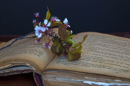 Senos Knygos, Knyga, Knygos, Senas, Skaitymas, Aš Esu Studentė, Kultūra, Mokykla, Skaityti, Gėlės