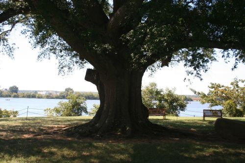 Senas Medis, Shirley Plantacija, Jams Upė, Gamta