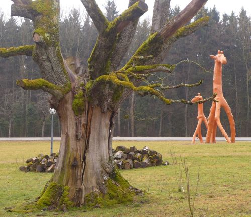 Senas Medis, Žirafa, Medžio Skulptūra, Menas